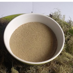 TERBAIK AKAR KAYU ANGIN BUBUK/USNEA THALLUS -500 GRAM