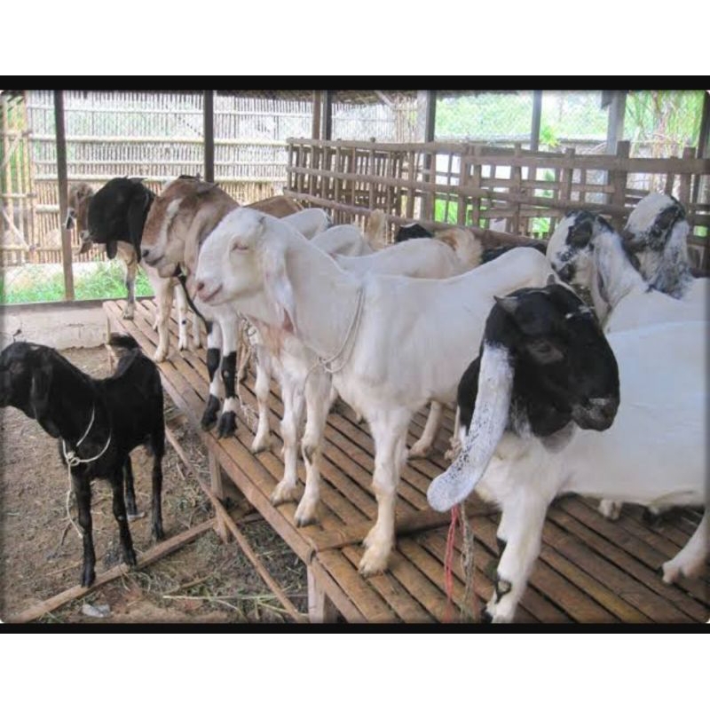 KAMBING QURBAN DAN AQIQAH MURAH (BETINA)
