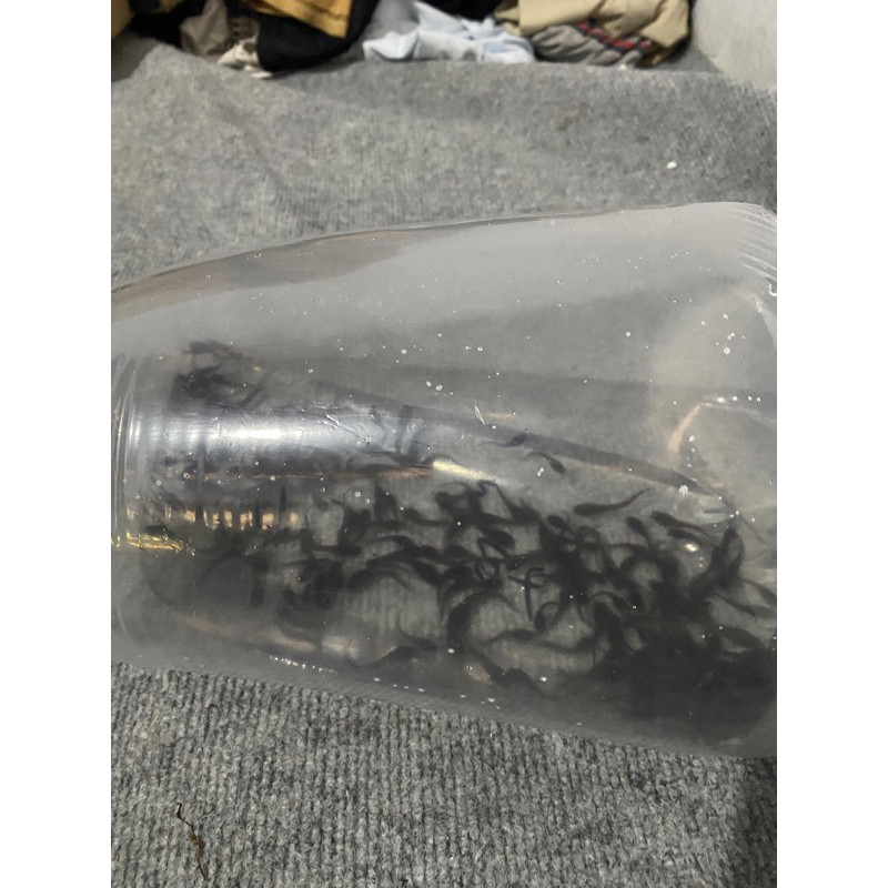 Bibit lele /pakan ikan ukuran 2-3 cm isi 200