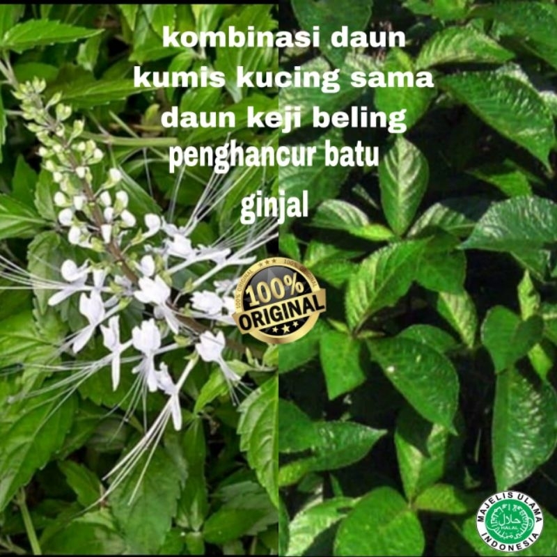 

OBAT HERBAL PENGHANCUR BATU GINJAL DAUN KUMIS KUCING PLES DAUN KEJI BELING