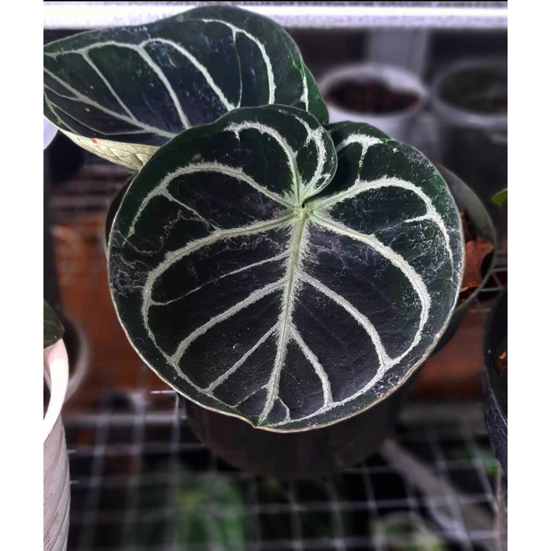 Anthurium Kuping Gajah Mangkok Best seller - Anthurium dorayaki mangkok