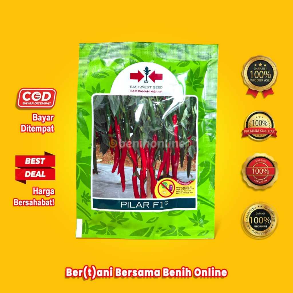 BENIH CABAI BESAR - PILAR F1