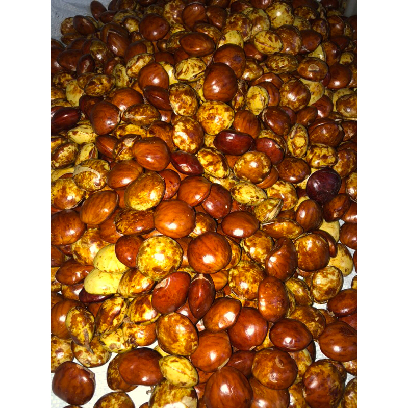 

Jengkol Tua Pulen