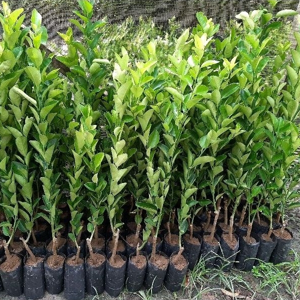 BIBIT JERUK NIPIS UNGGUL