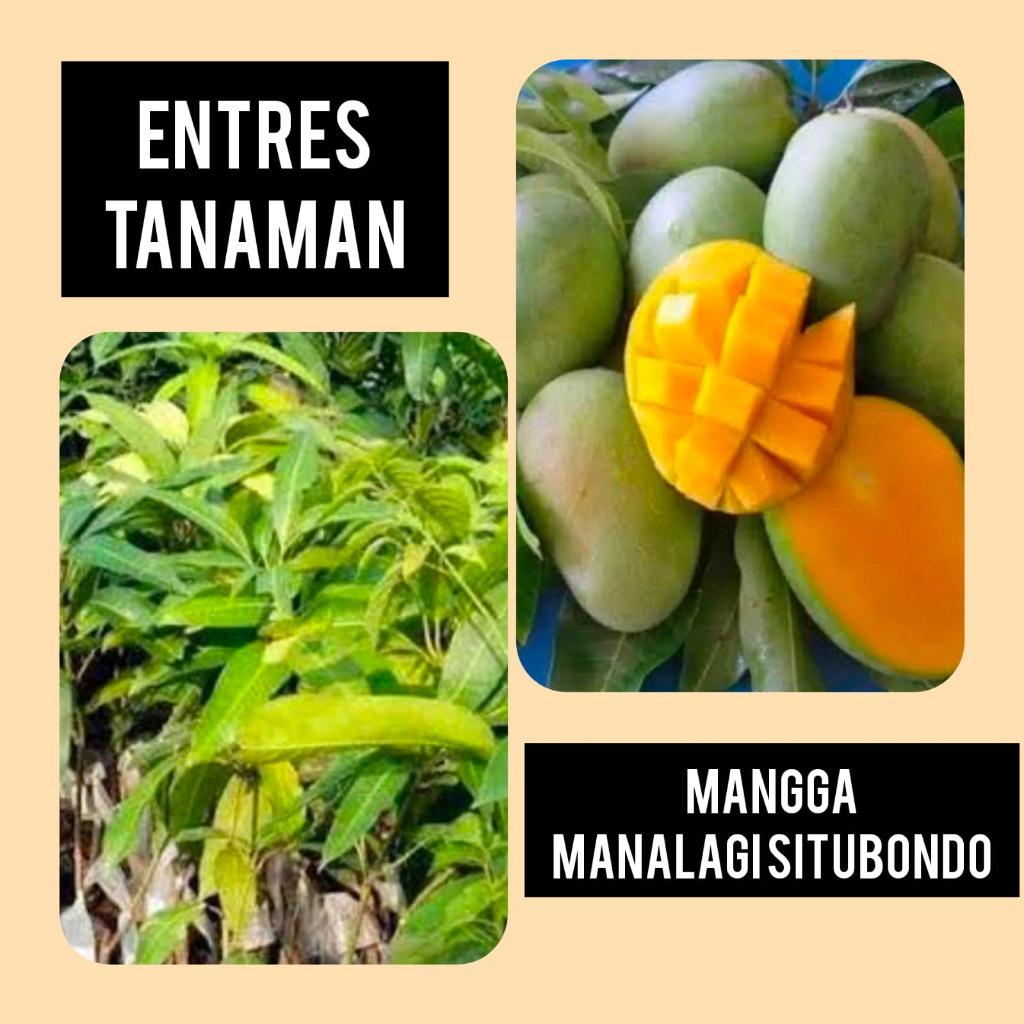 Entres Mangga Manalagi Situbondo