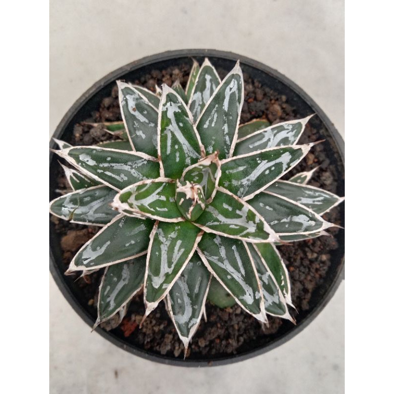 agave victoria regine