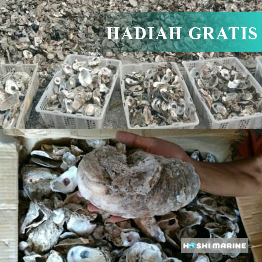 Media Filter Cangkang Kulit Kerang