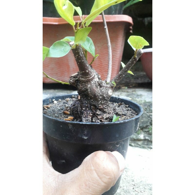 bahan bonsai iprik bogel dr biji real pict