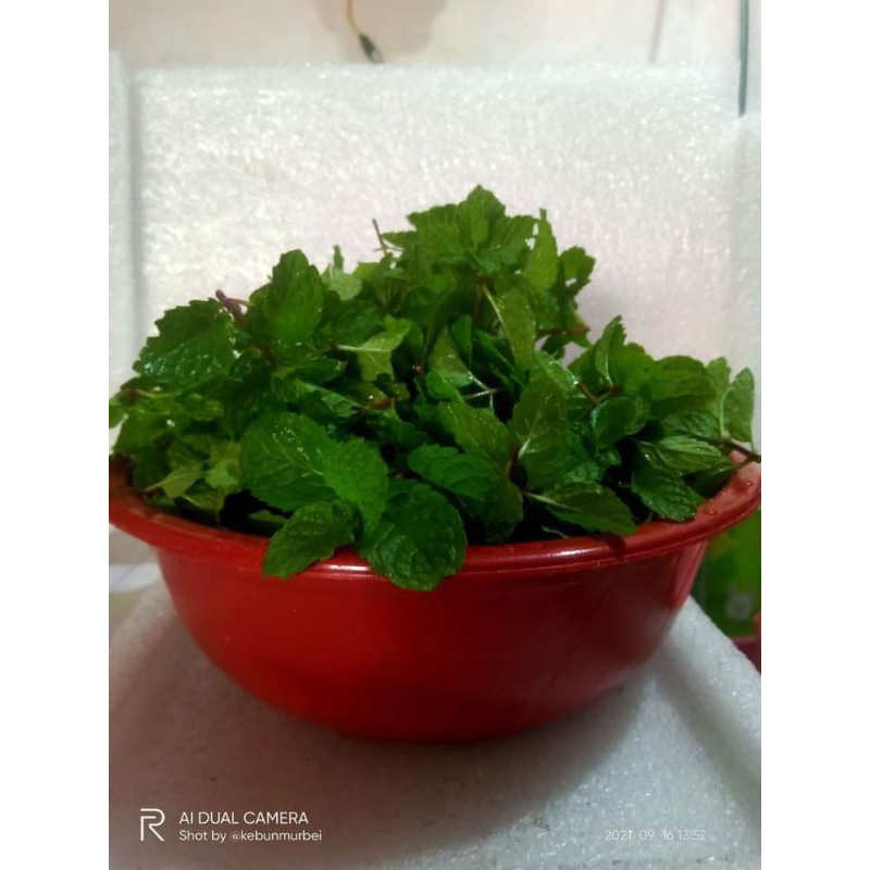 

Daun Mint 500gr Segar