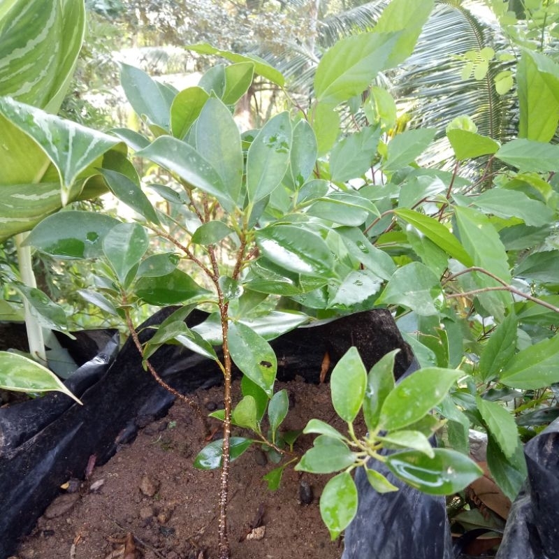 bibit tanaman kimeng bahan bonsai kimeng
