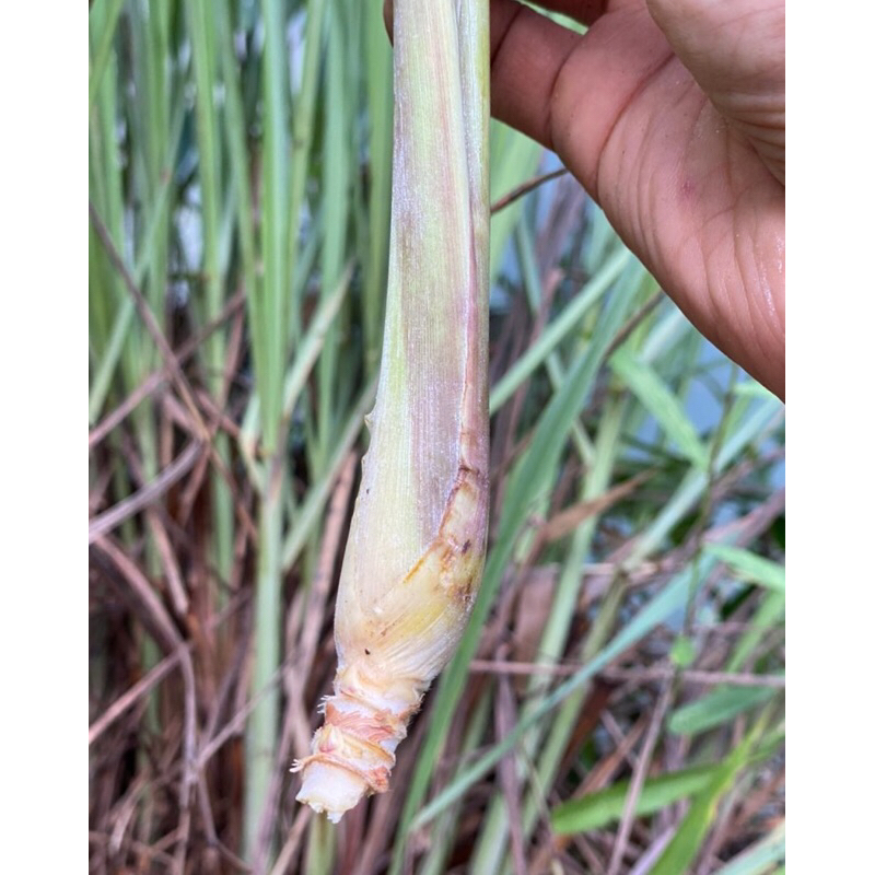 

Daun sereh serai segar langsung petik kebun sendiri