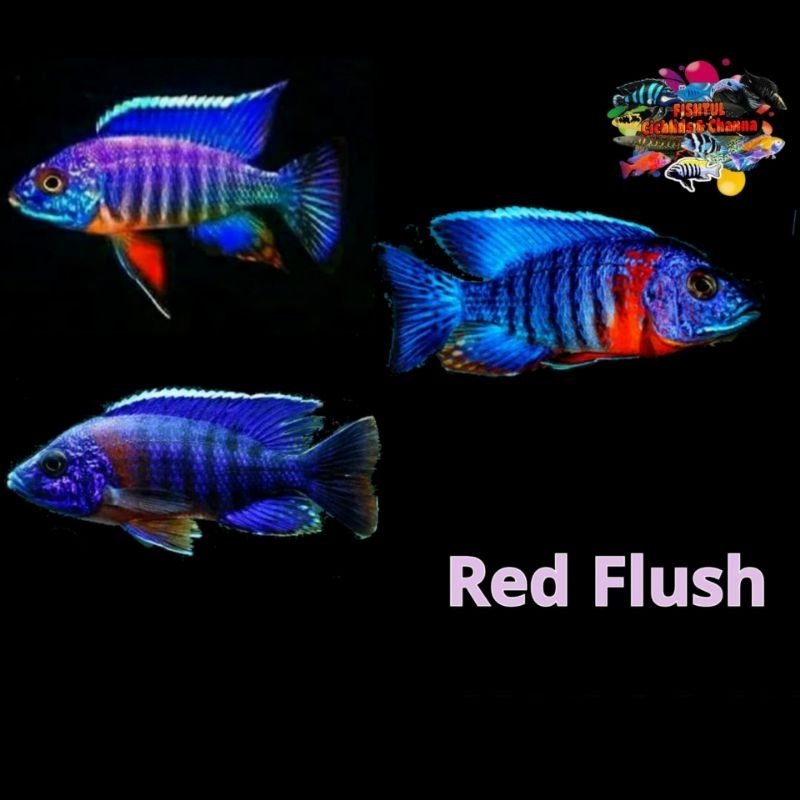 Cichlid Red Flush