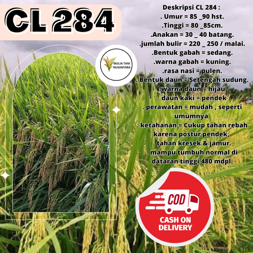 Benih Padi Unggul CL 284 5kg / Bibit Benih Padi CL 284 Bobot 5 Kg