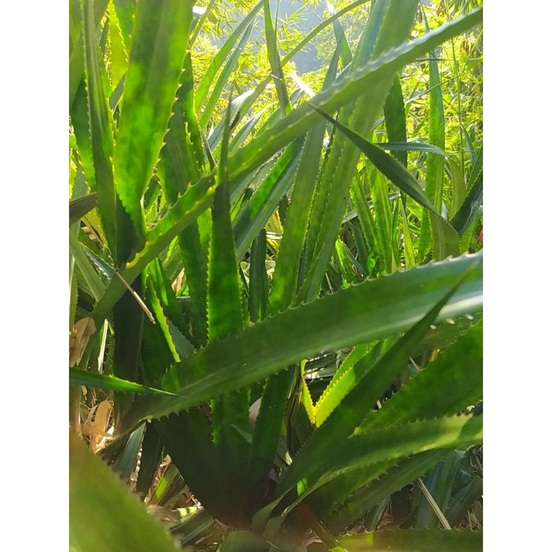 

JUAL DAUN NANAS MERAH SEGAR PER 1 KG