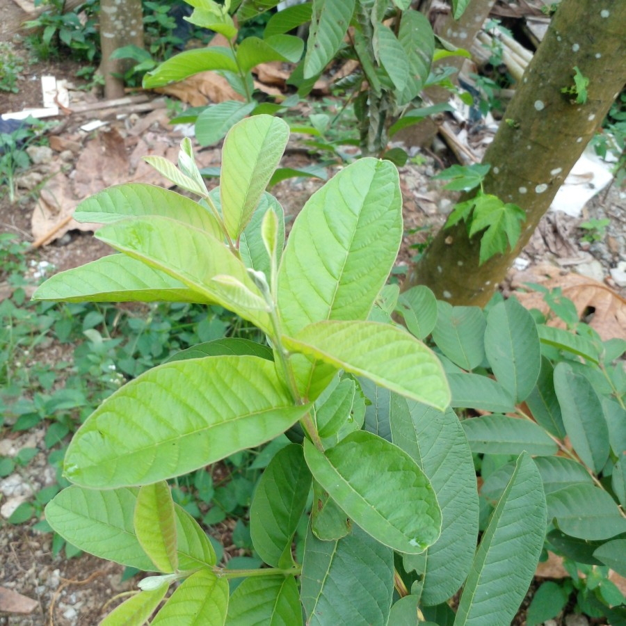 

{}daun jambu biji daun jambu biji segar}{{}