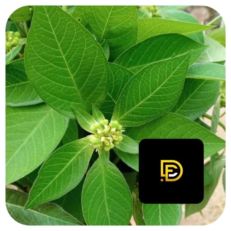 

Daun patikmas daun kate mas segar 250 gram-az