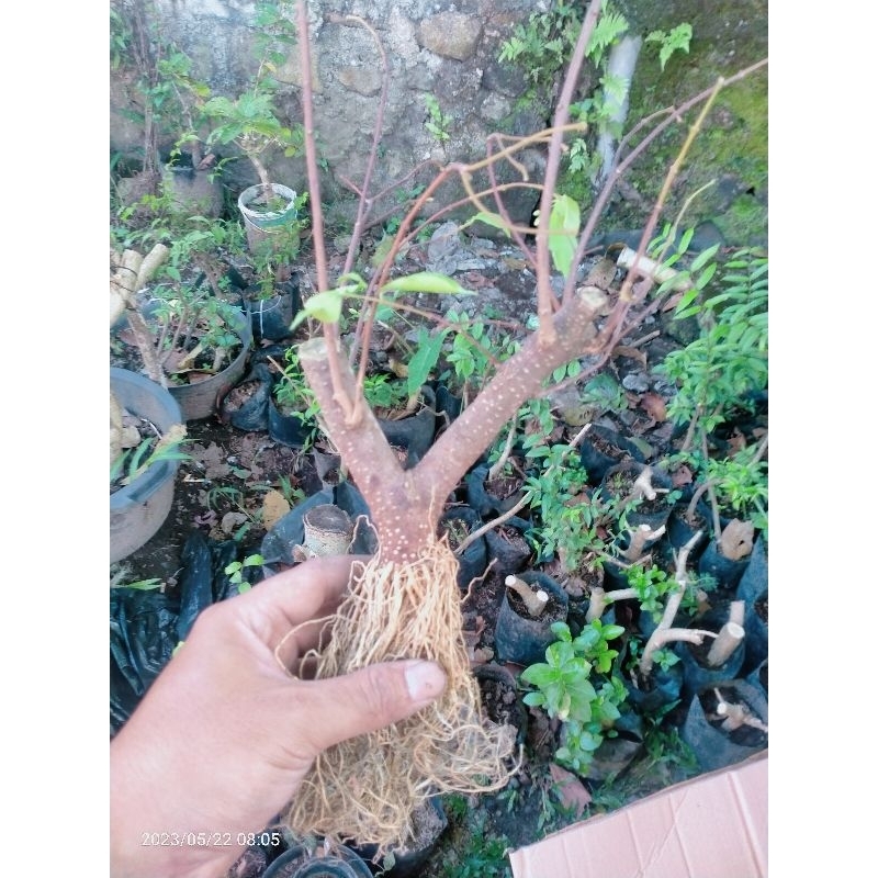bahan bonsai anting putri cangkok