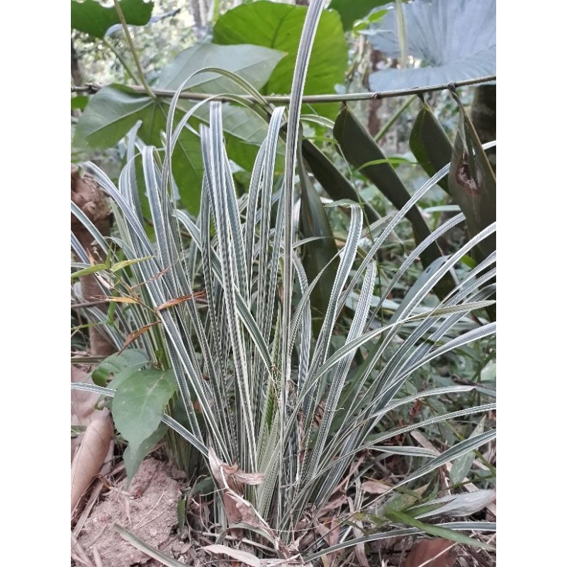 lili lokal lili paris tanaman hias daun putih