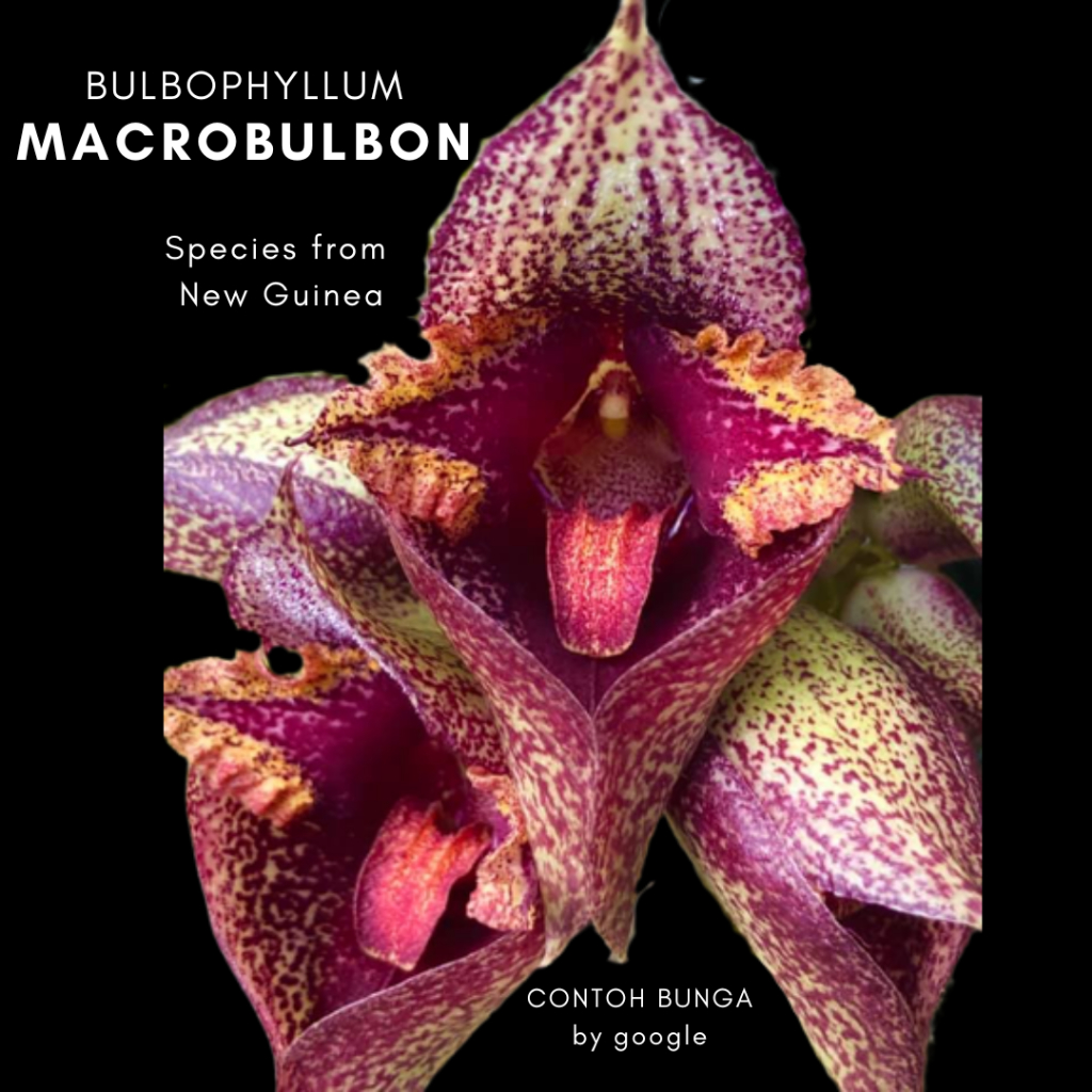 Bulbophyllum Macrobulbon