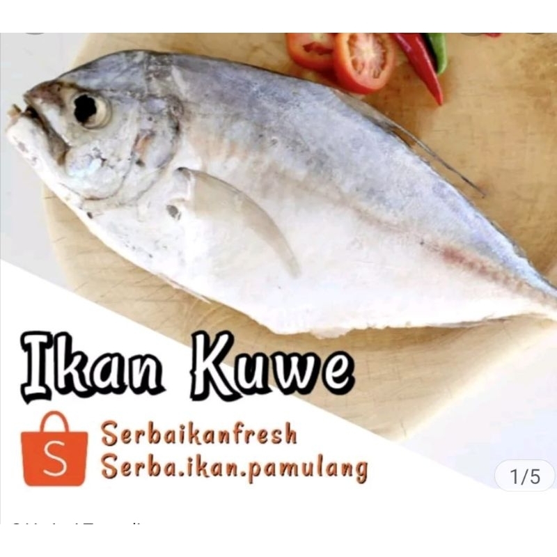 IKAN KUWE SEGAR