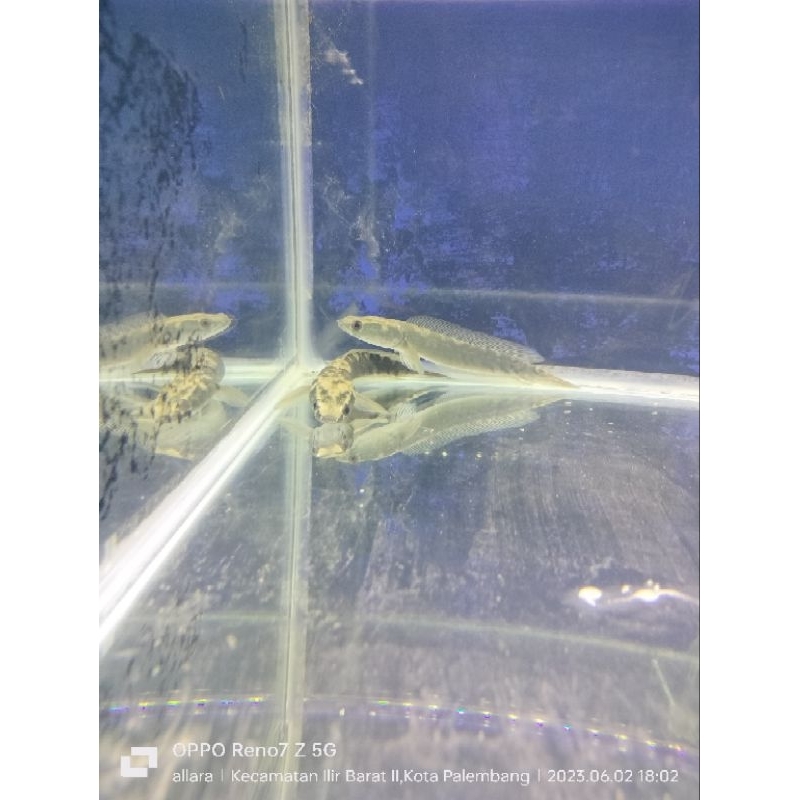 chana maru ys size ±15cm