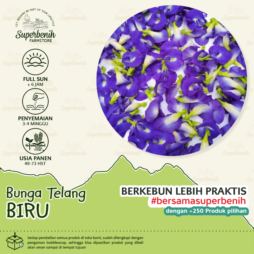 5 Biji - Benih Bunga TELANG BIRU, butterfly pea kaya antioksidan