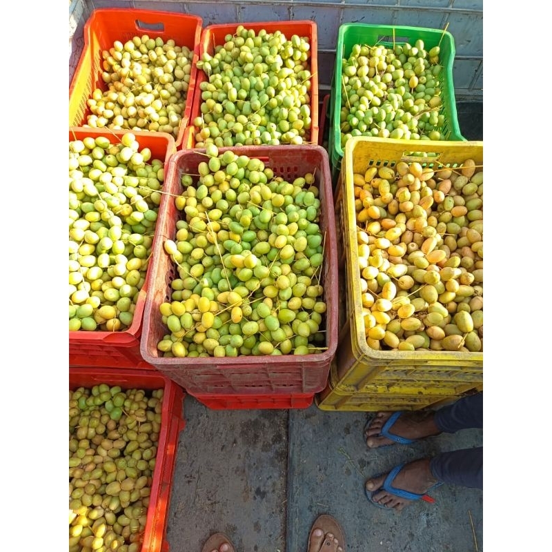 

kurma desi ready, langsung kirim