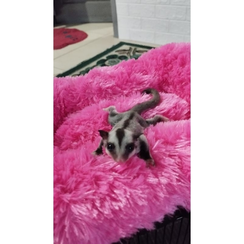Sugar glider classic grey