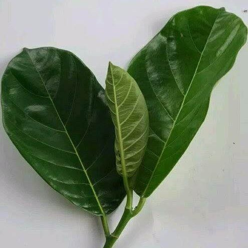 

Daun nangka memiliki banyak mannfaat kesehatannnn