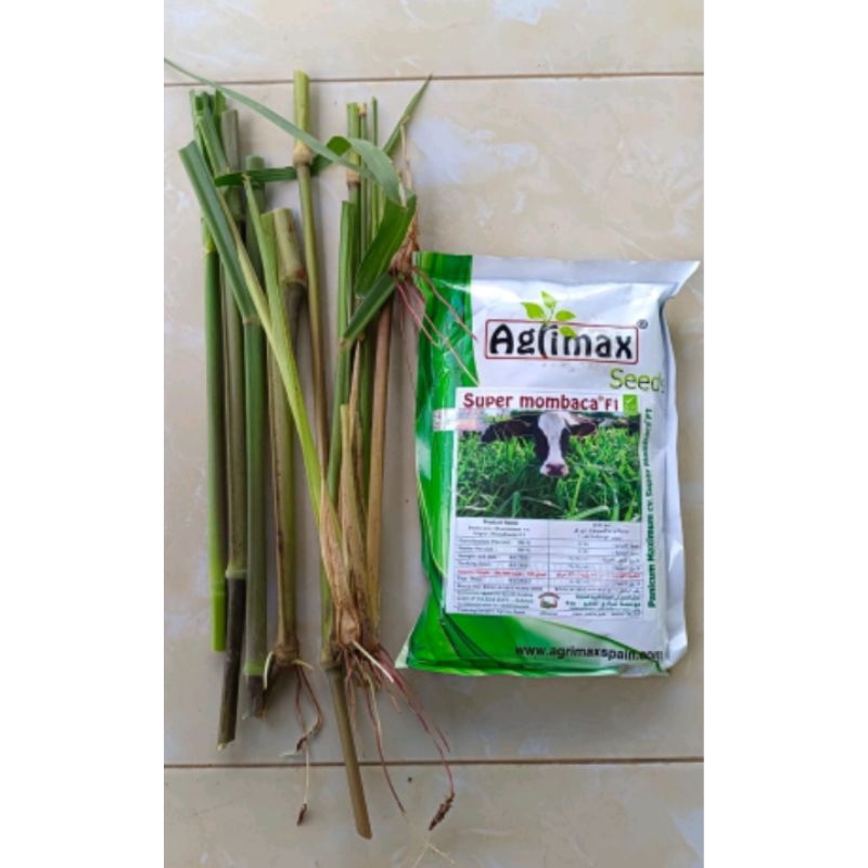 bibit rumput mombaca f1