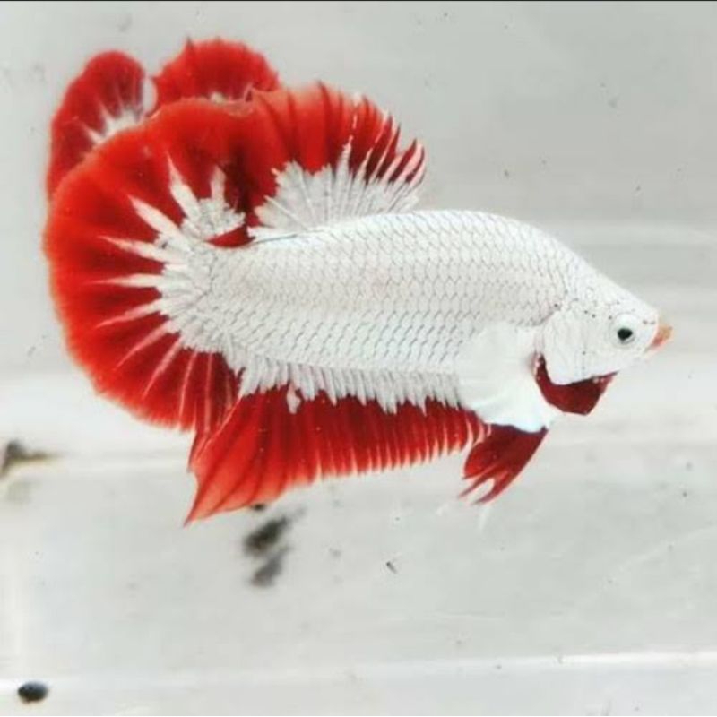 CUPANG RED DRAGON SNOW BERKUALITAS HIASAN AQUARIUM