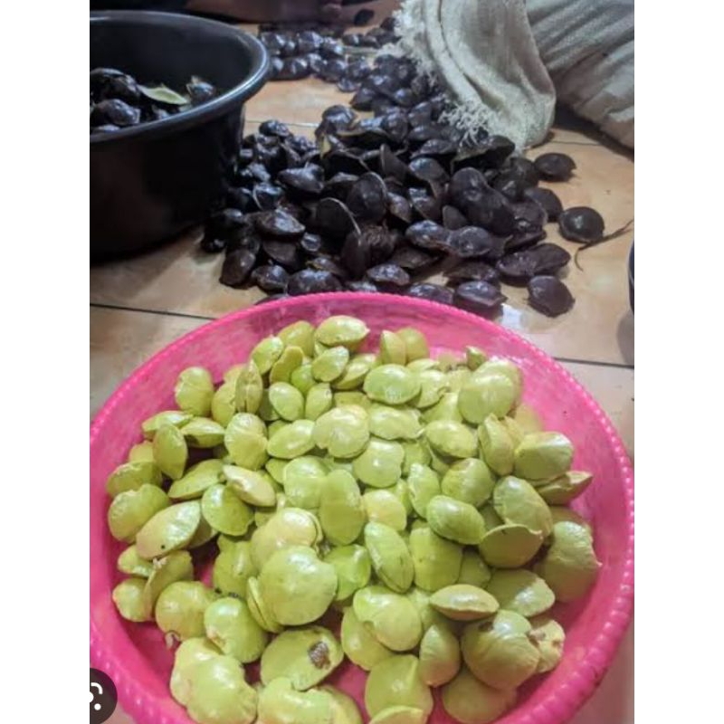 

jengkol 1kg masi segar