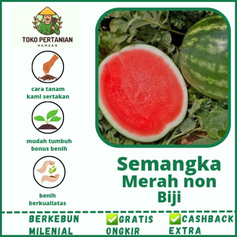 30biji -BIBIT BENIH SEMANGKA MERAH NON BIJI (SEEDLESS) MADRID F1 HIBRIDA