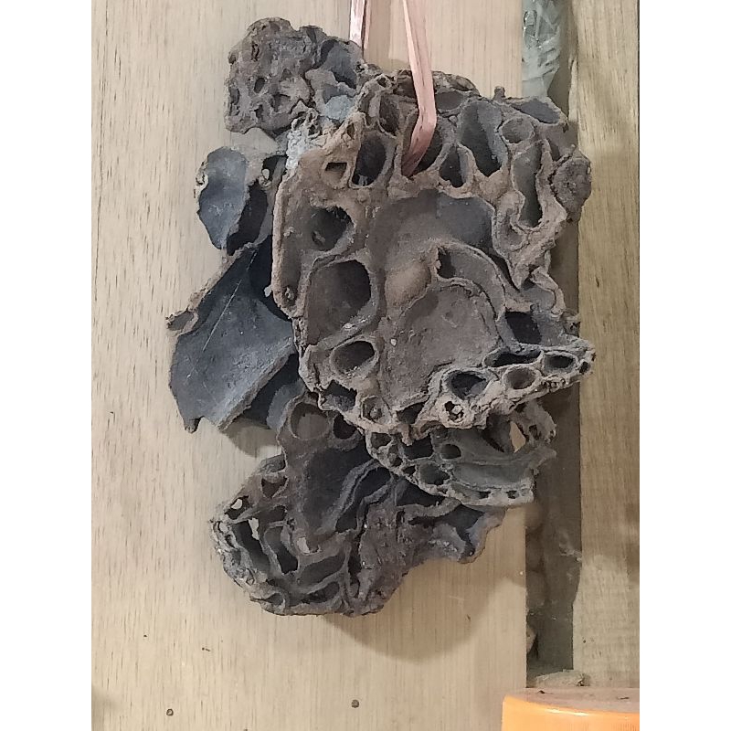 

sarang samut / sarang semut