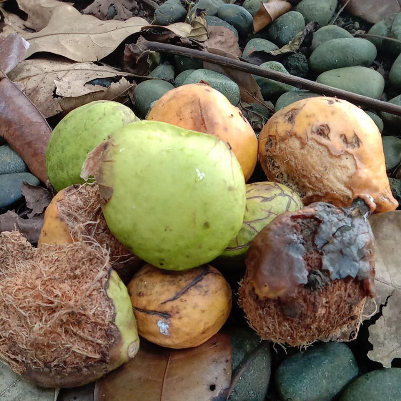 

BUAH GAYAM SEGAR/KERING 1 kg, BUAT KONSUMSI/BIBIT
