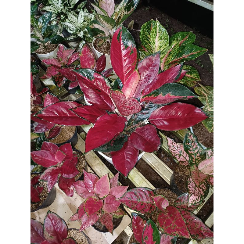 aglonema suksom induk