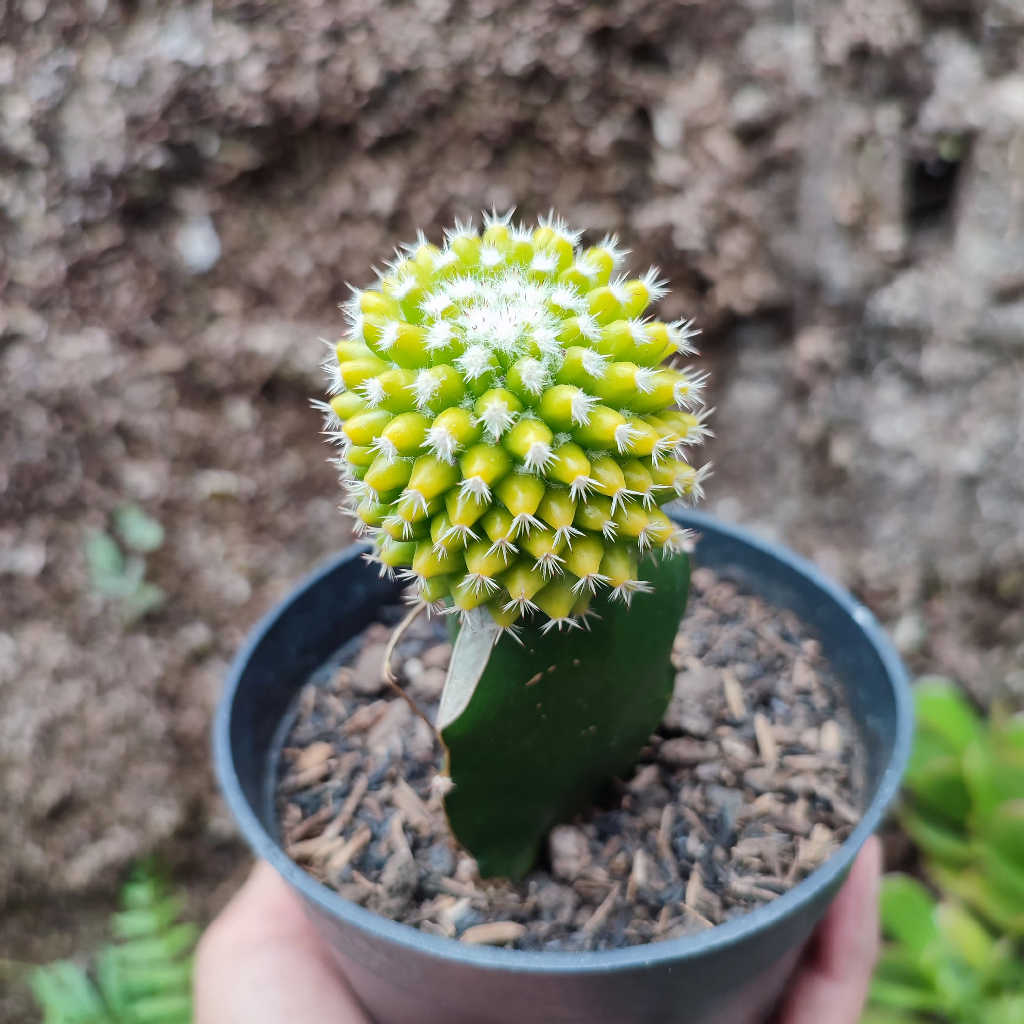 Grafting Mammillaria Vagaspina Variegated | DP 10 Cm | Kaktus