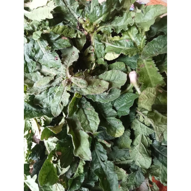 

Jual Daun tapak Liman segar 1 kg