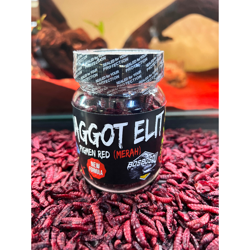 MAGGOT ELIT // PROGRES WARNA MERAH/ORANGE UNTUK KONTES (NEW FORMULA BY BOS BOS QU)