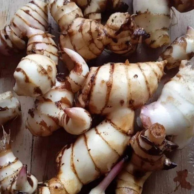 

umbi ganyong atau ubi ganyol segar 500 gram