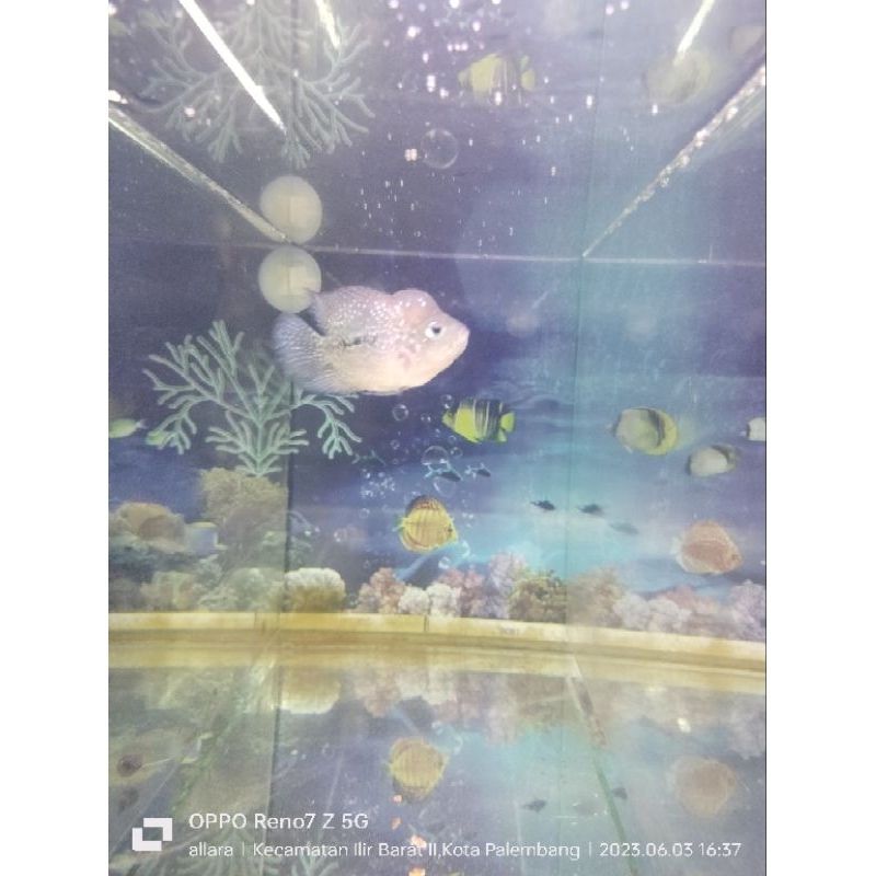 louhan short body size 2jari