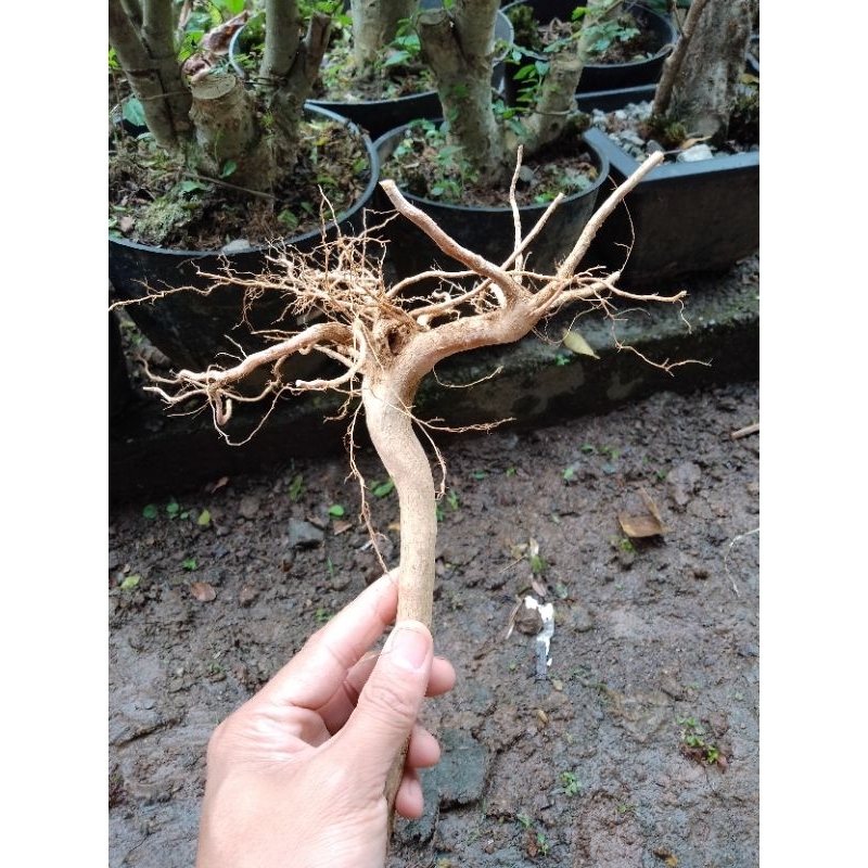 AKAR SENGGANI AQUASCAPE / AKAR SENGGANI