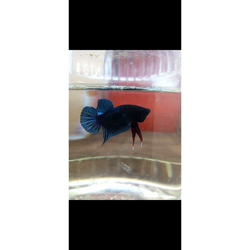 

cupang aduan Line port x MDS