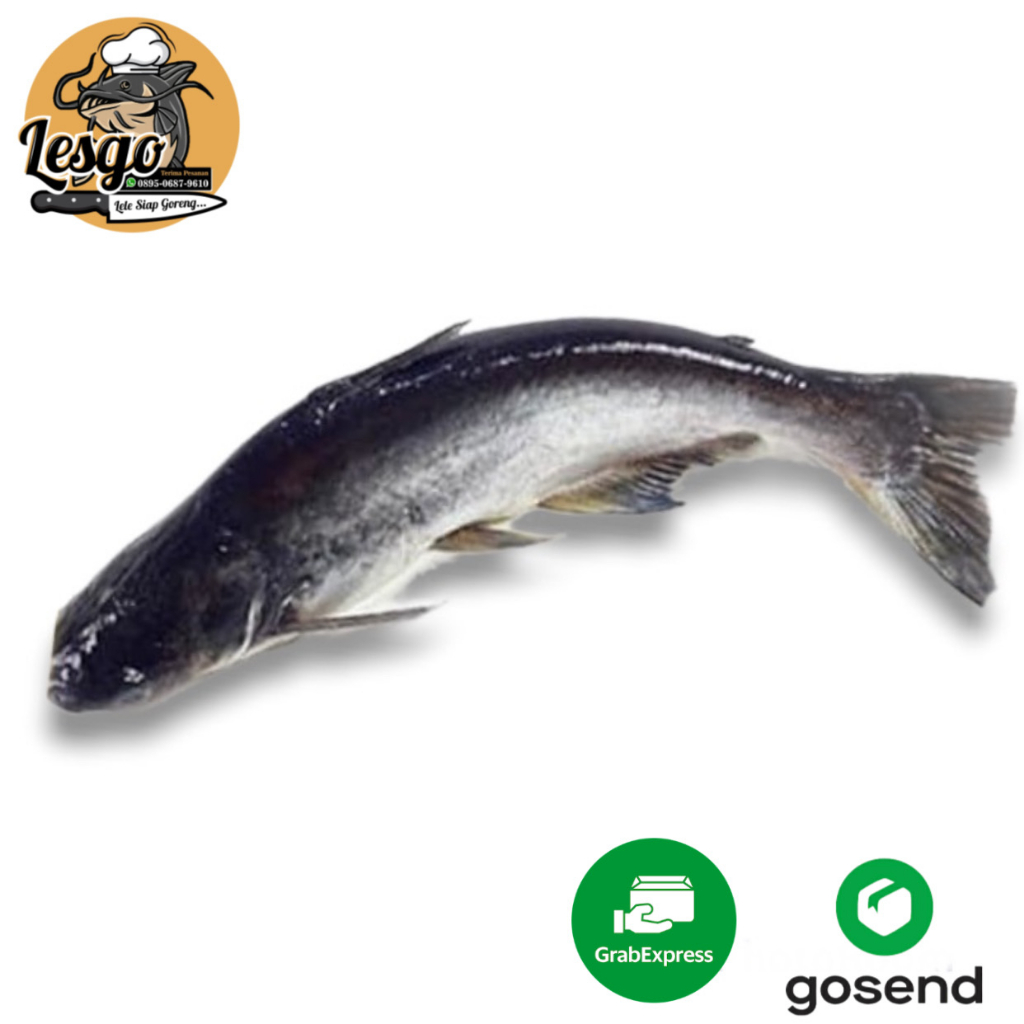 

Ikan patin Hidup Segar Fresh 500gr/1000gr FREE DIBERSIHKAN Lesgo99