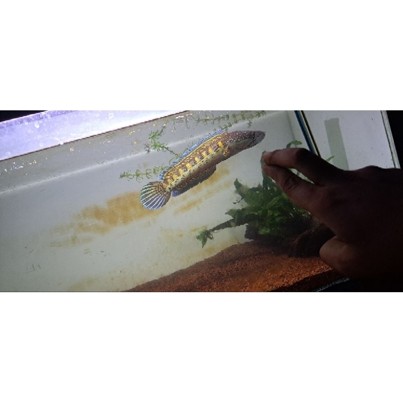 acc Aquarium :: AURANTI ±18cm Bar Simet Rapi Tebal