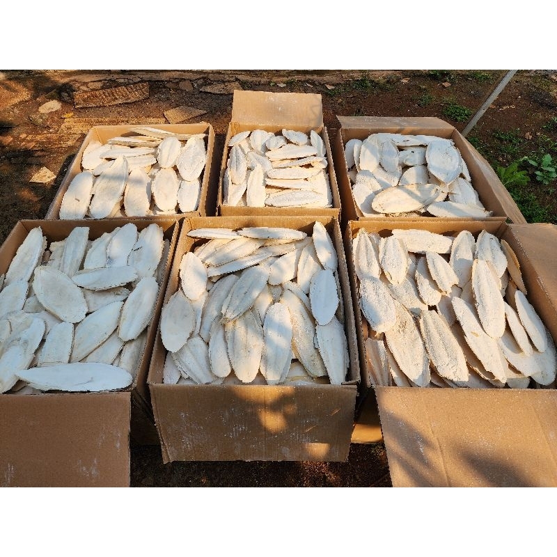 Satu kilo gram tulang sotong jumbo size 20cm up