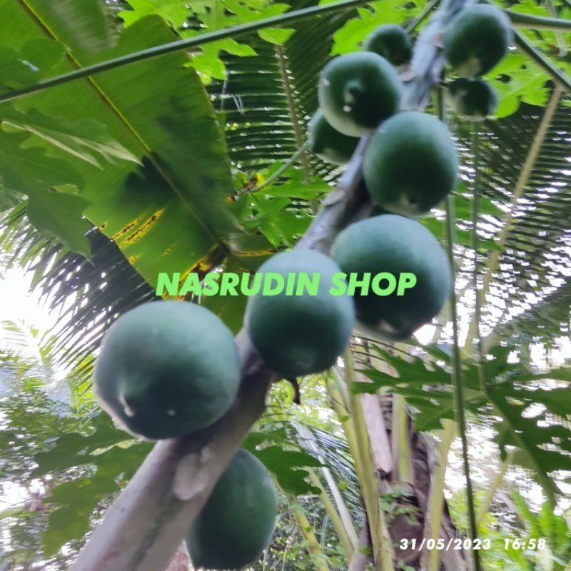 

BUAH PEPAYA GANDUL 1KG MENTAH / BUAH PEPAYA LIAR