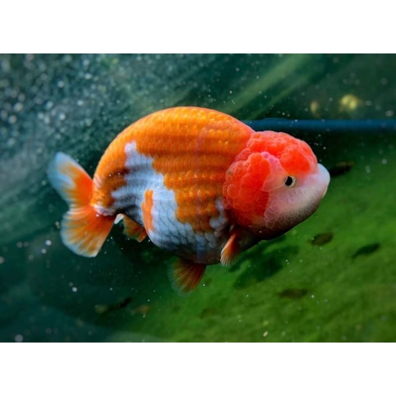 

ikan maskoki rancu jumbo