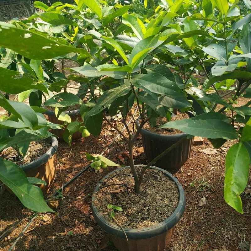 Bibit Tanaman Jambu Air Black Diamond  Tinggi 1 Meter Up Batang Besar Dan Rimbun Cepat Berbuah