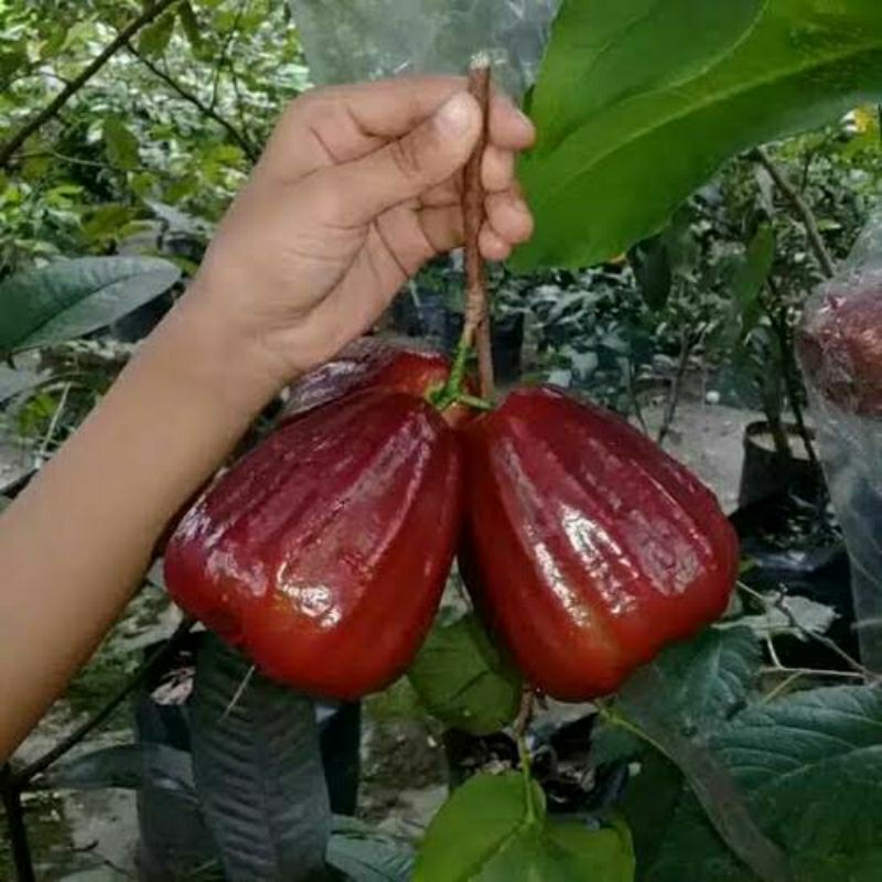 Bibit Tanaman Jambu Air Black Kingkong Tinggi 1 Meter Up Batang Besar Dan Rimbun Cepat Berbuah